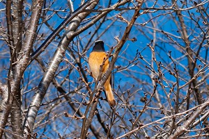 津久井湖城山公園の鳥