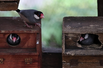 文鳥のアパート