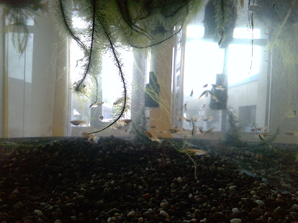 島田 隼人『おだやかにくらしているキレイなメダカ』